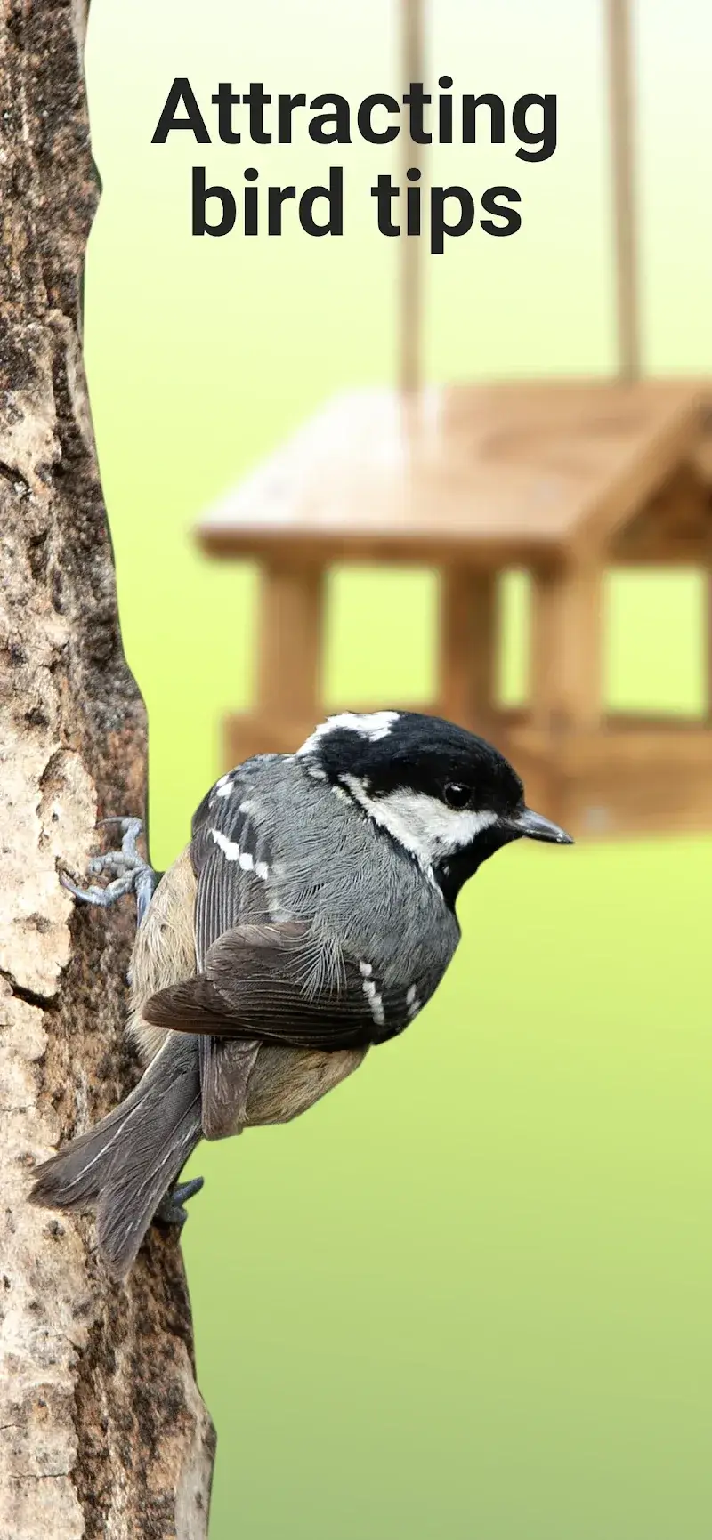 Picture Bird - Bird Identifier Capture d'écran 5