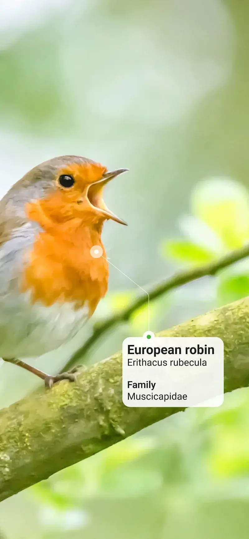 Picture Bird - Bird Identifier Capture d'écran 2