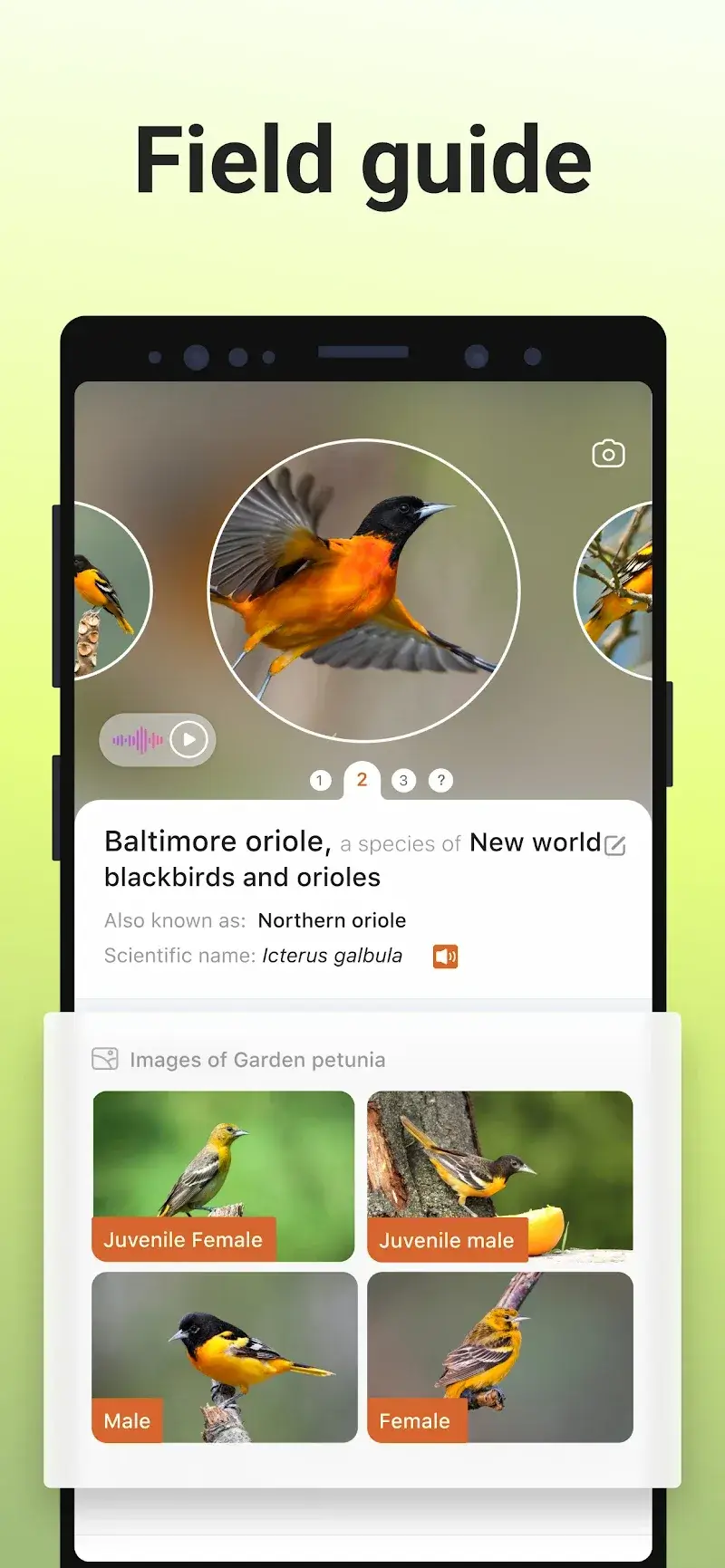 Picture Bird - Bird Identifier Capture d'écran 4