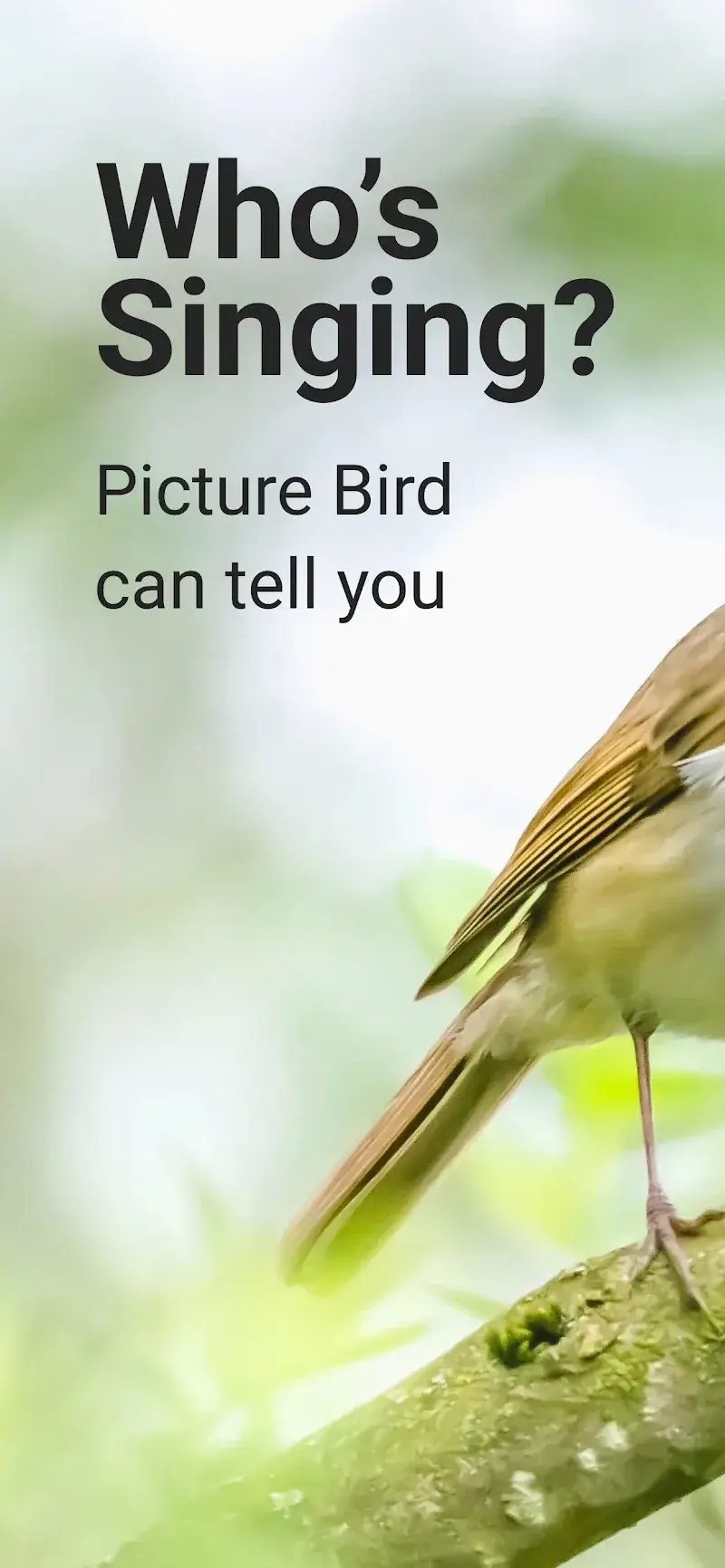 Picture Bird - Bird Identifier Capture d'écran 1