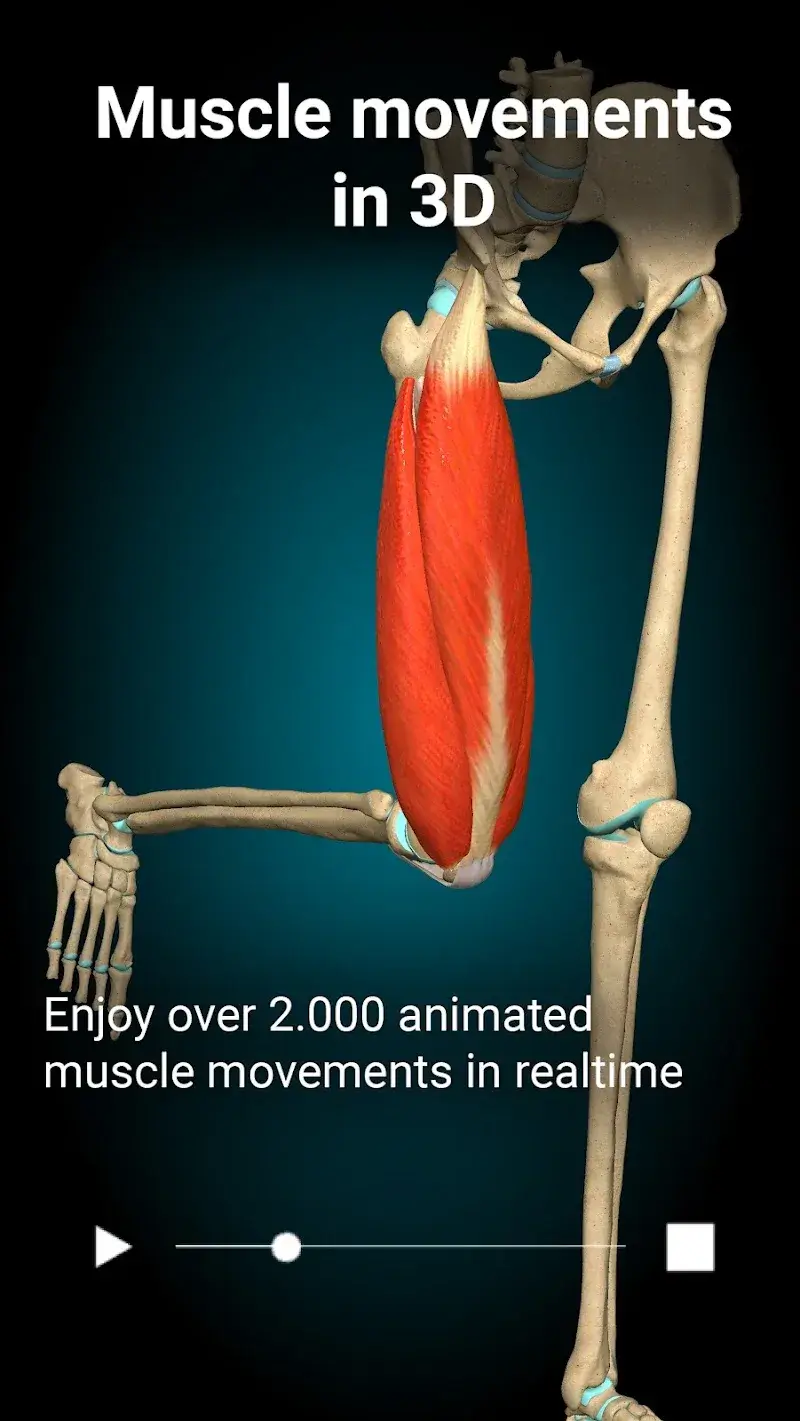 Capture d'écran 2 Anatomy Learning - 3D Anatomy