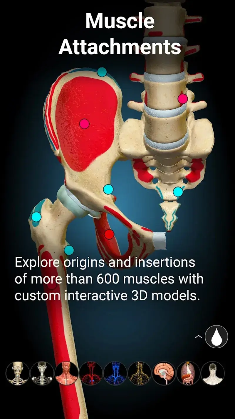 Capture d'écran 4 Anatomy Learning - 3D Anatomy