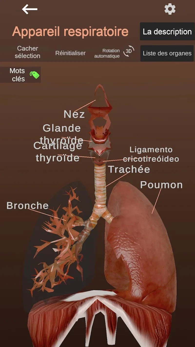 Captura de pantalla de Anatomy 3