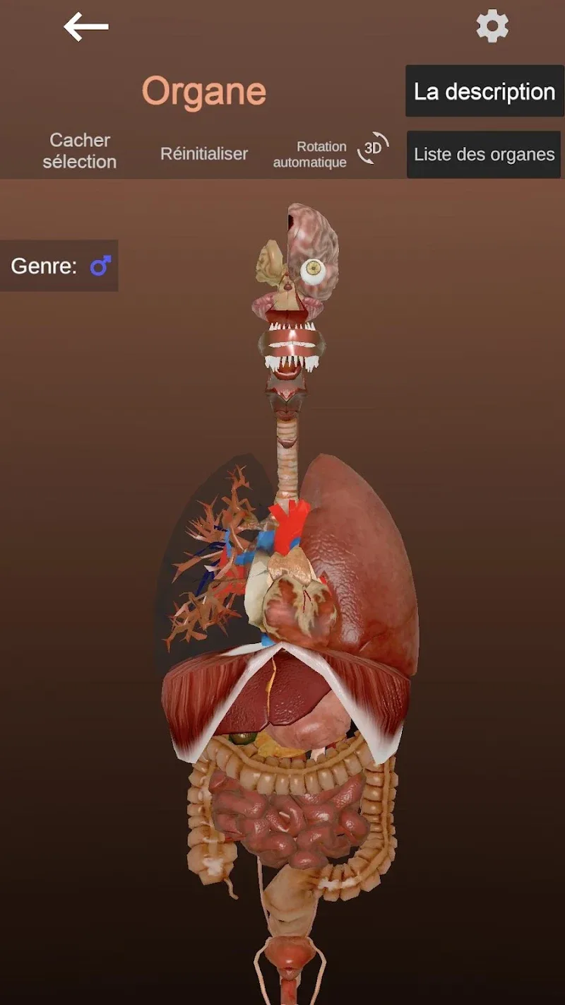 Captura de pantalla de Anatomy 4