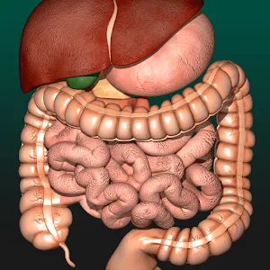 Anatomy
