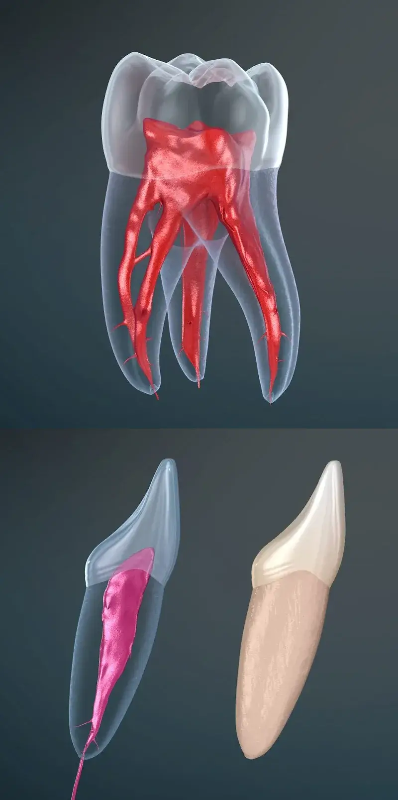 Dental 3D Illustrations screenshot 5
