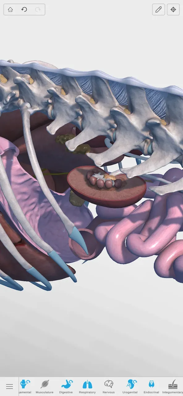 Complete Canine 3D - anatomy screenshot 4