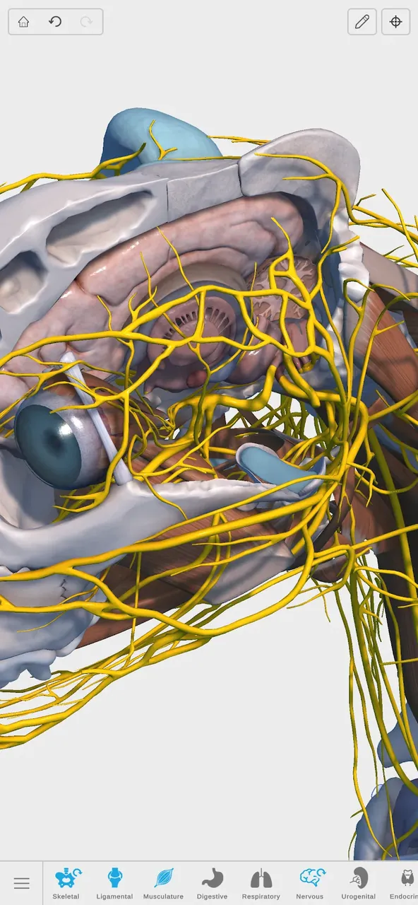Complete Canine 3D - anatomy screenshot 3