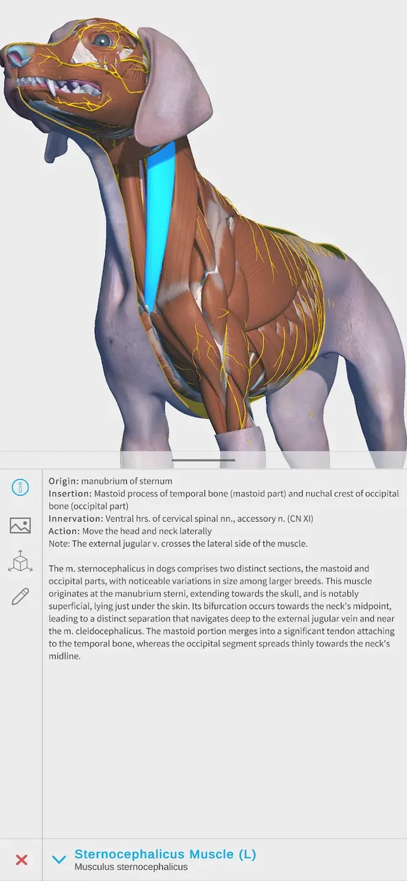 Complete Canine 3D - anatomy screenshot 2