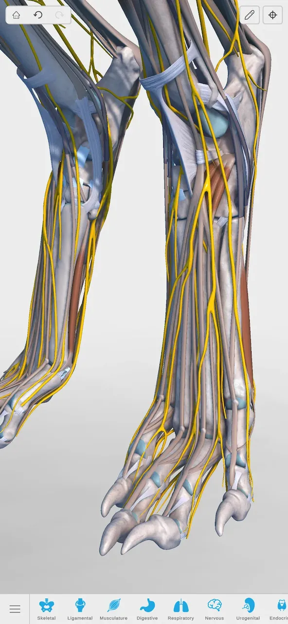 Complete Canine 3D - anatomy screenshot 6