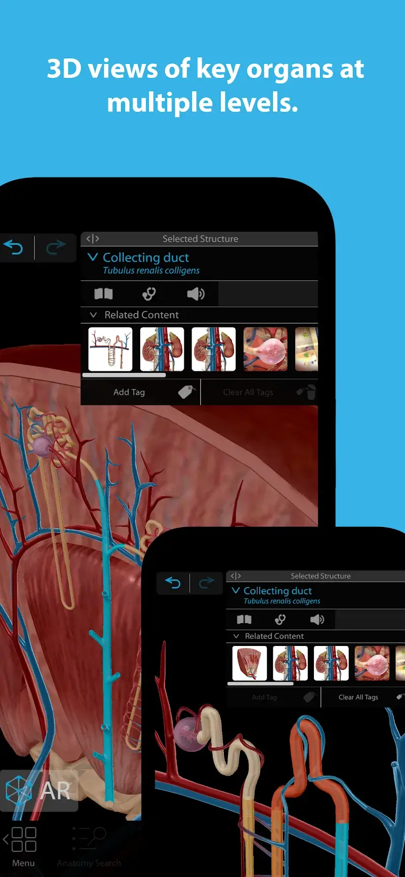 Human Anatomy Atlas 2026 v2027.00.029 APK + screenshot 2